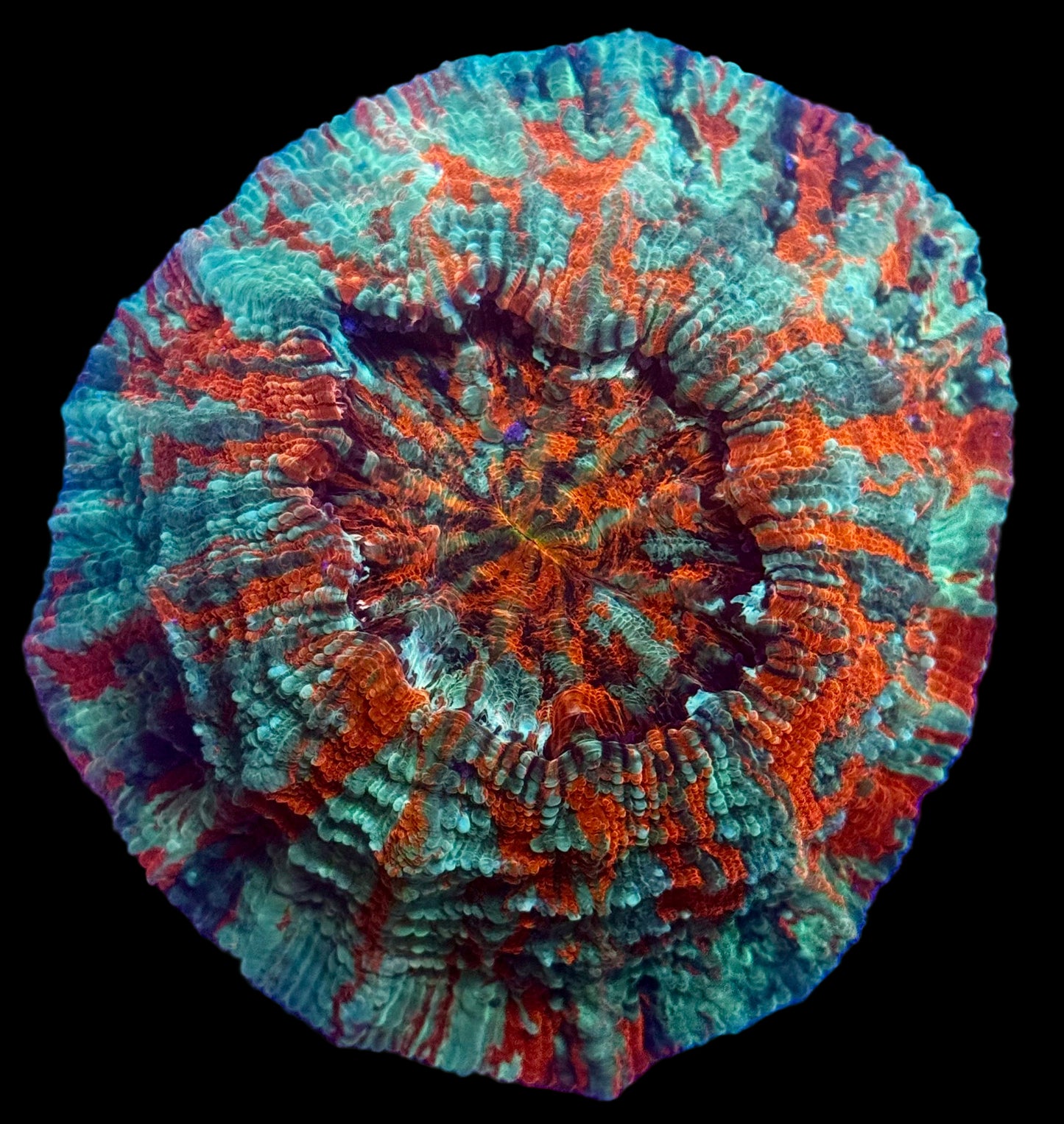 Ultra Rainbow Acantho