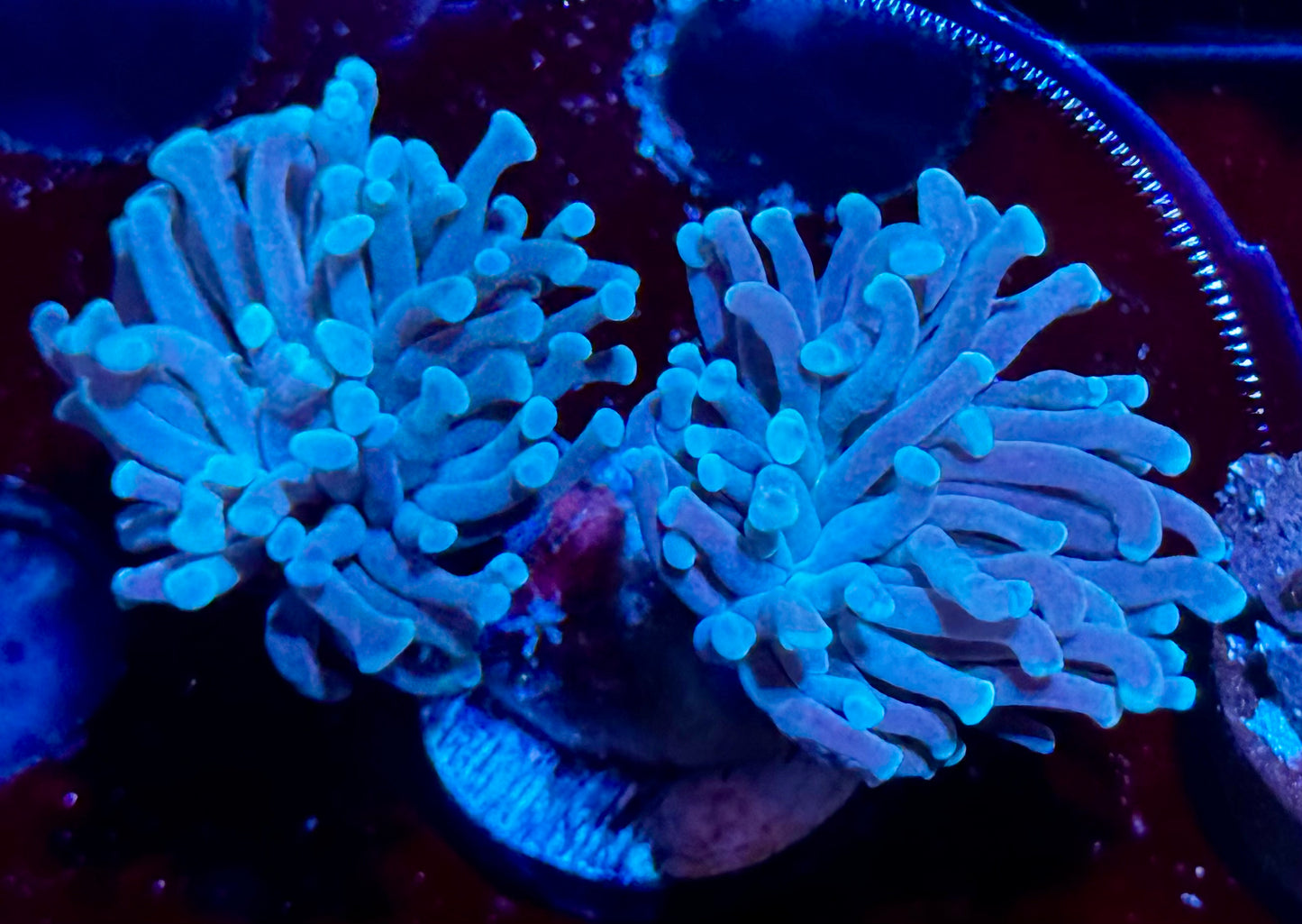 Lavender Frammer - double