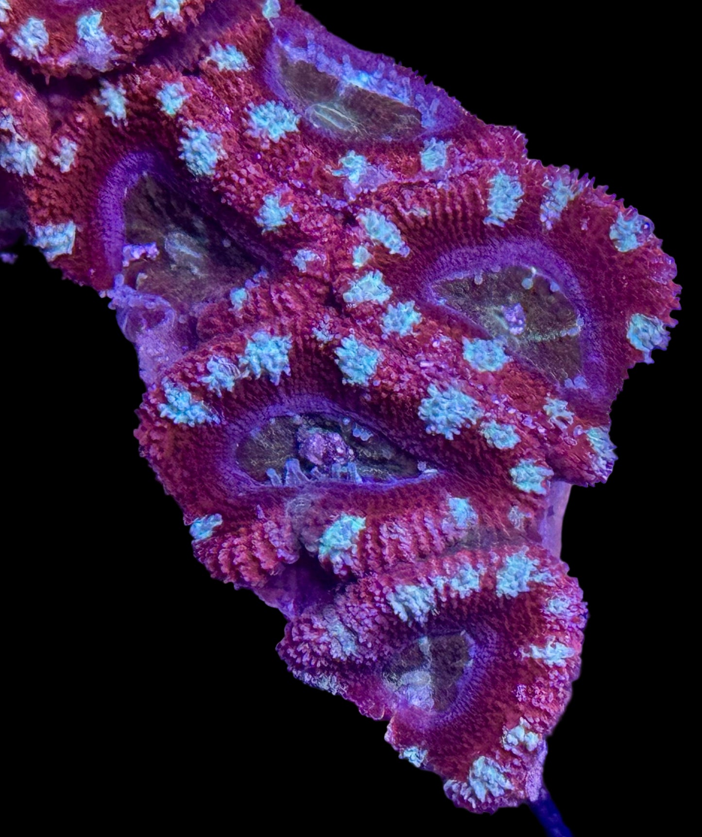 Candy Cane Acan