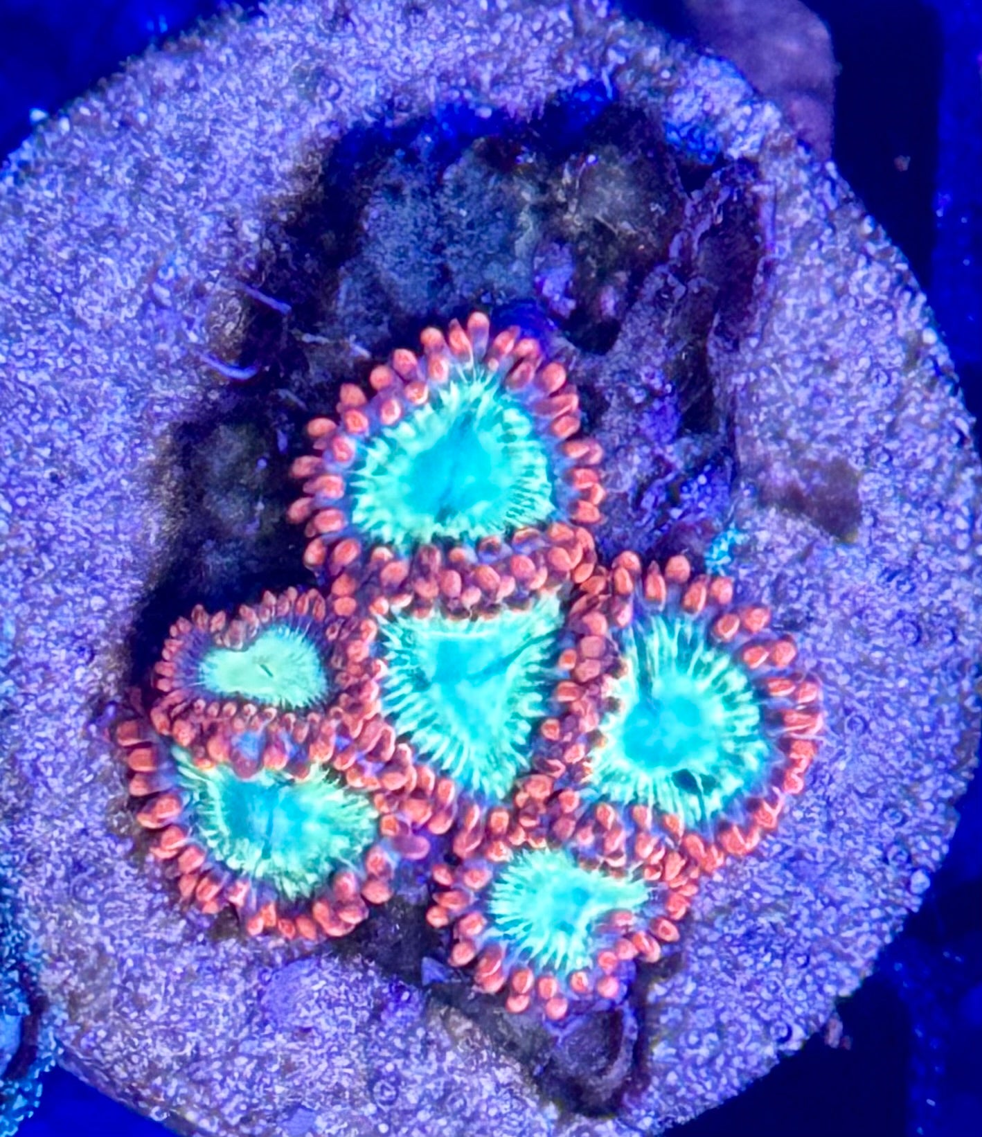 Fireball zoas