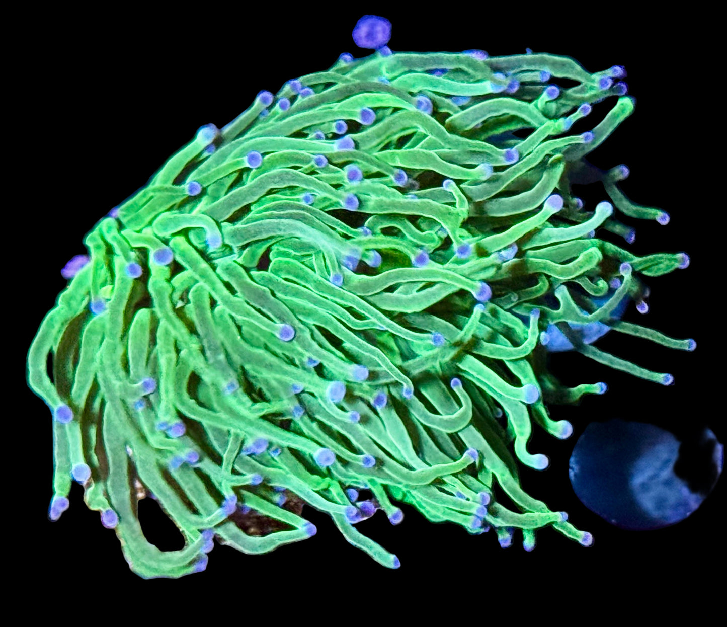 Indio Lime Torch - 2 heads