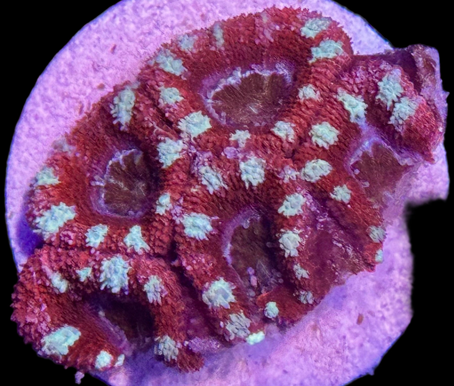 Candy Cane Acan