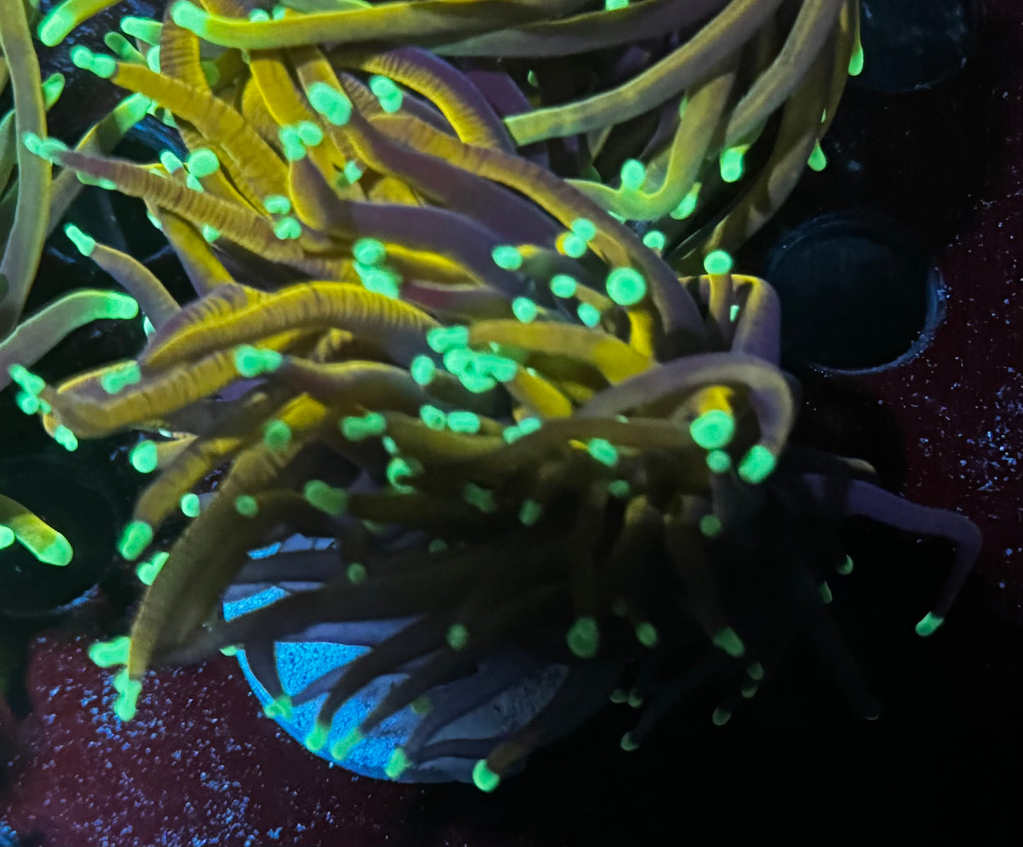 Orange Peel torch - pinching into 2 heads