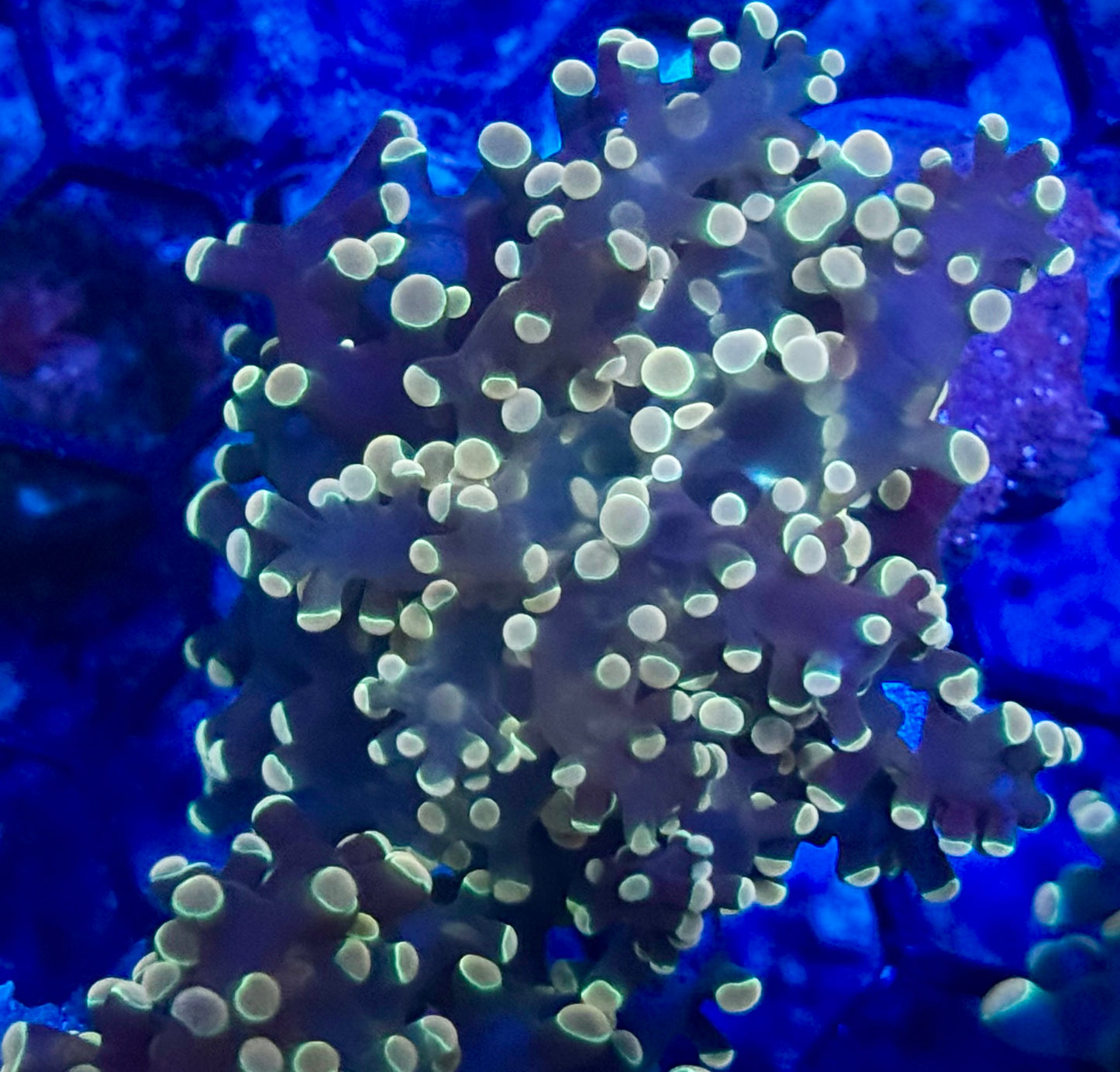 Tumbleweed Frogspawn