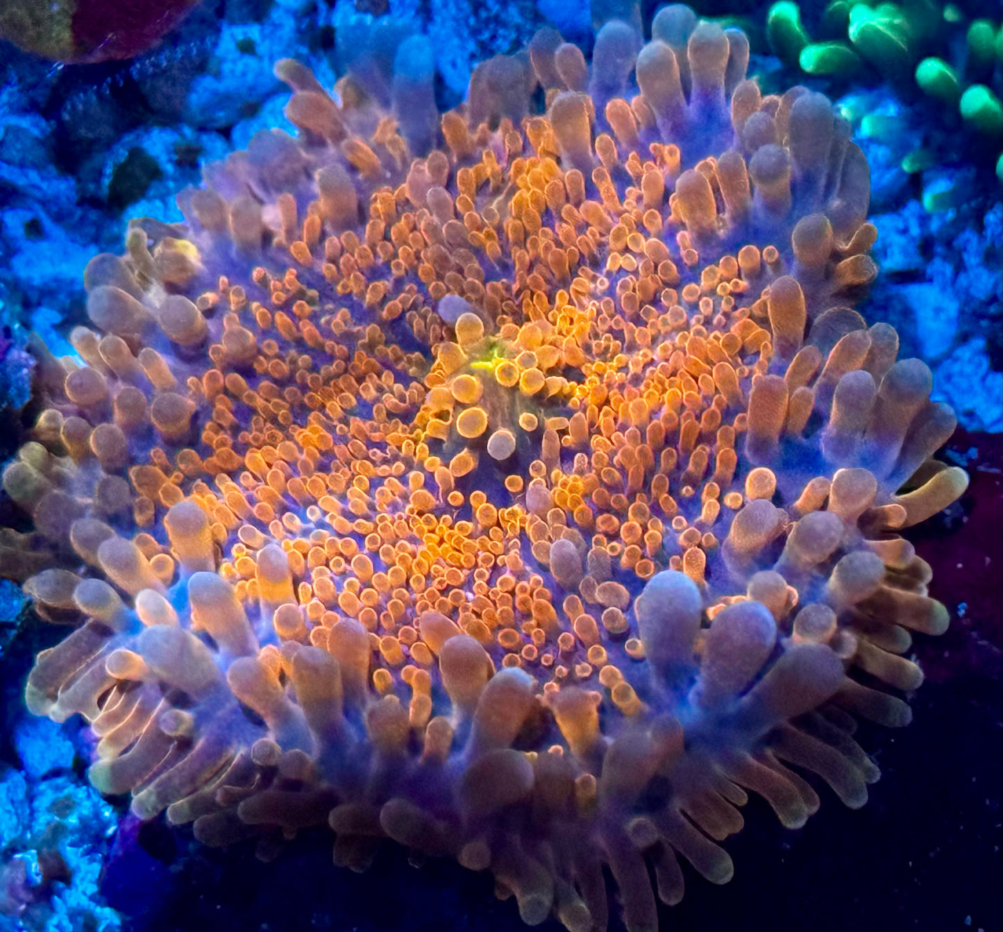 Cotton Candy Sherbet Yuma