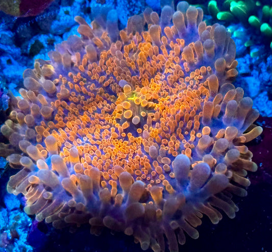 Cotton Candy Sherbet Yuma