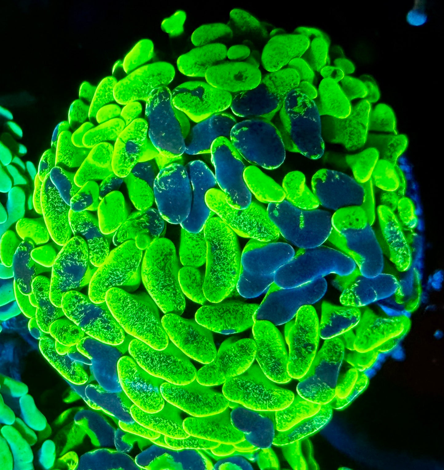 Canary Splatter Hammer