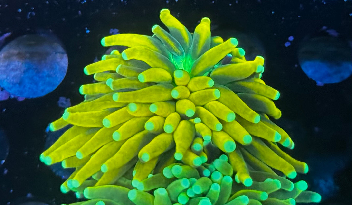 Green mouth banana torch