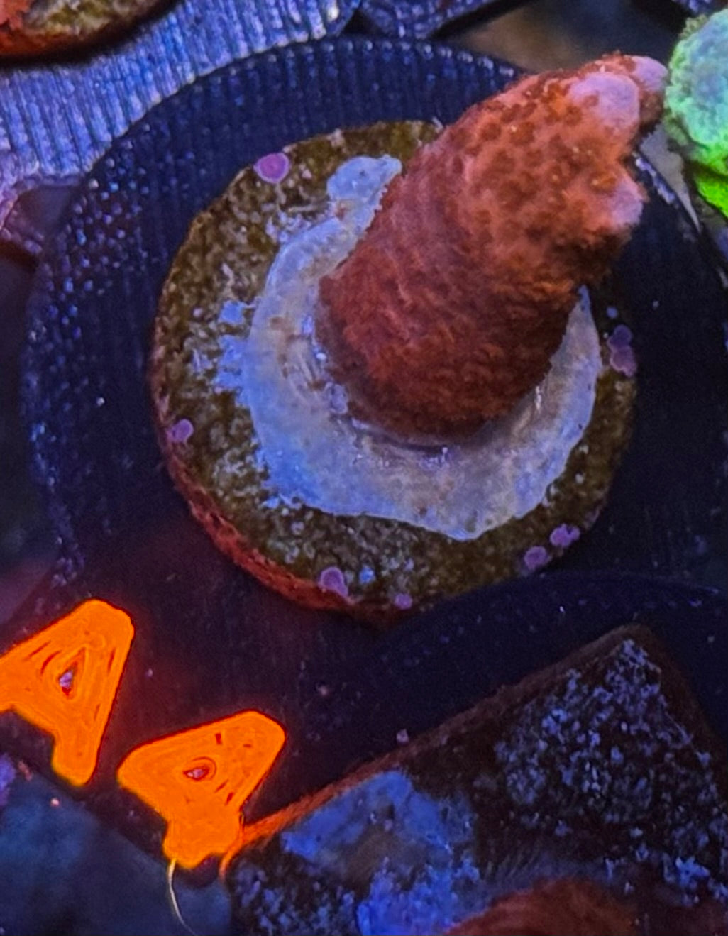 Red/orange digi