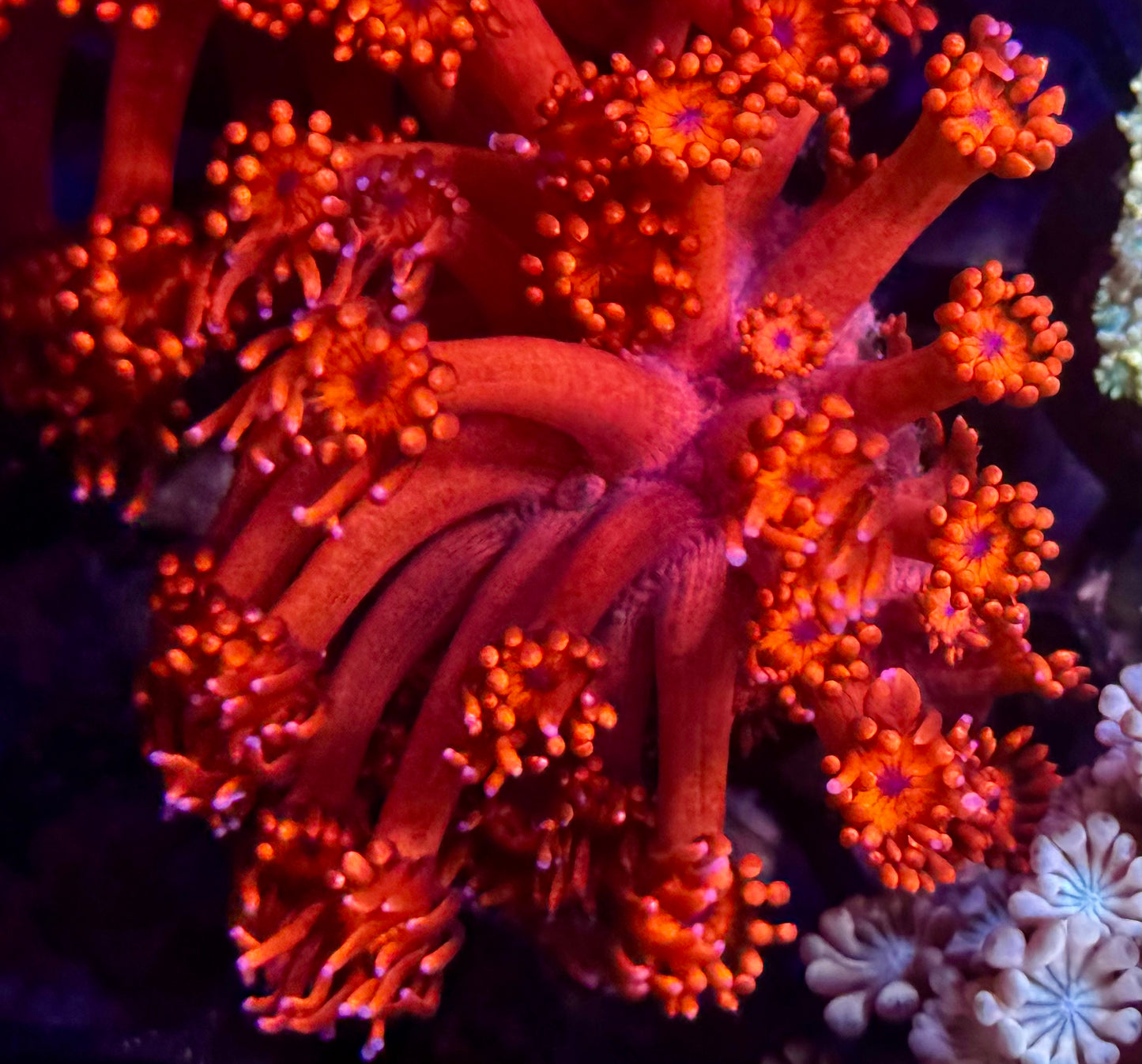 DBC Molten Inferno Goni