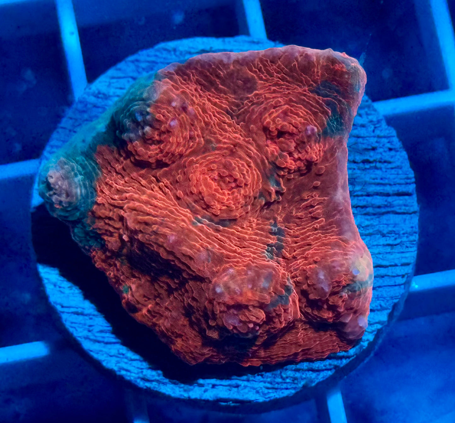 Orange Crush Chalice