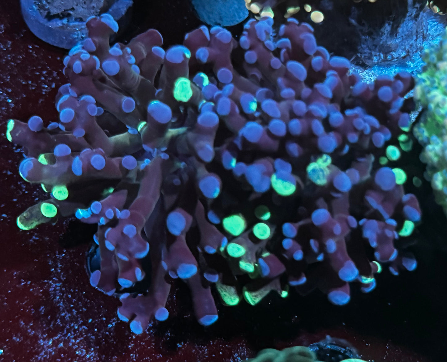 Blue/green frogspawn - 2 heads