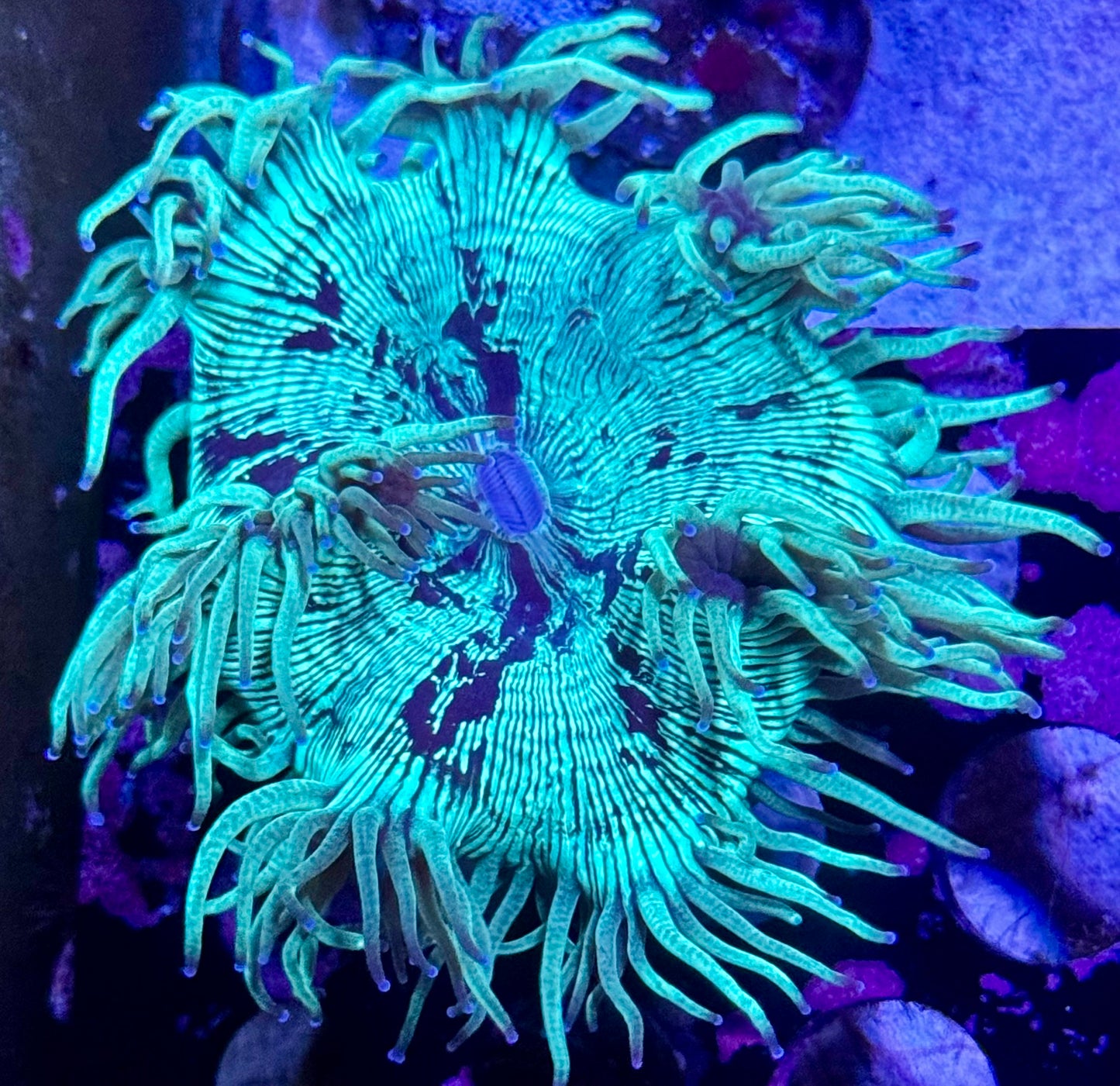 Cone Bottom Elegance