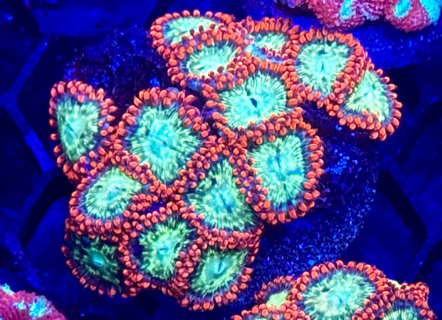 Fireball zoas