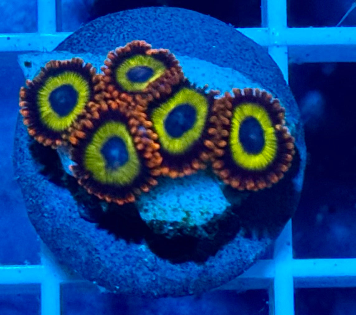 Fruit Loops zoas