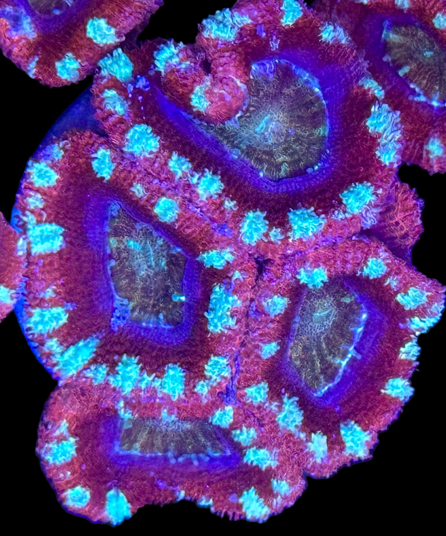 Candy Cane Acan