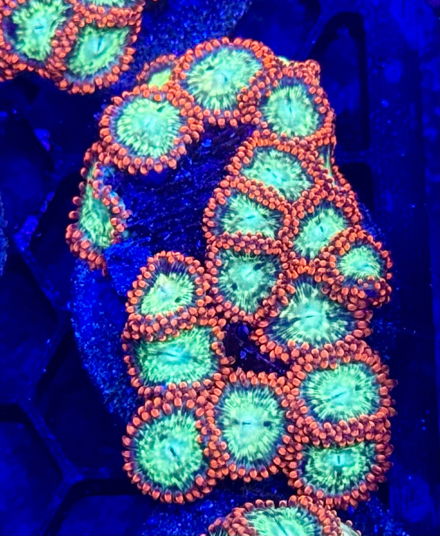 Fireball zoas