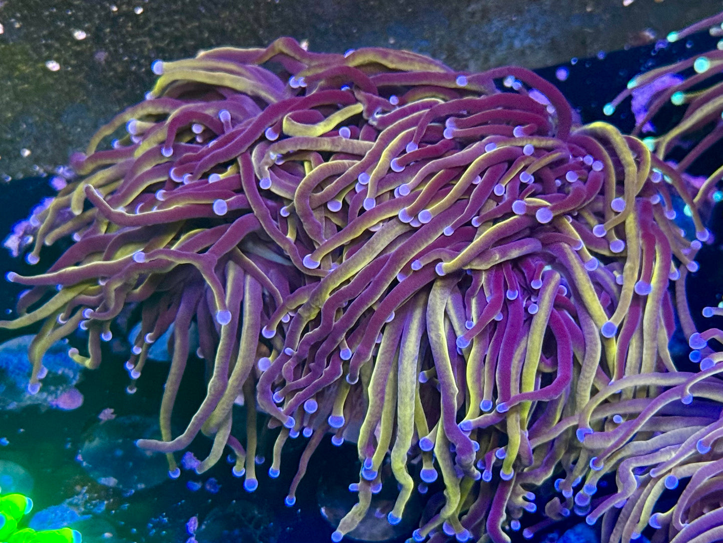 Knicks Torch - 3 heads and splitting into more