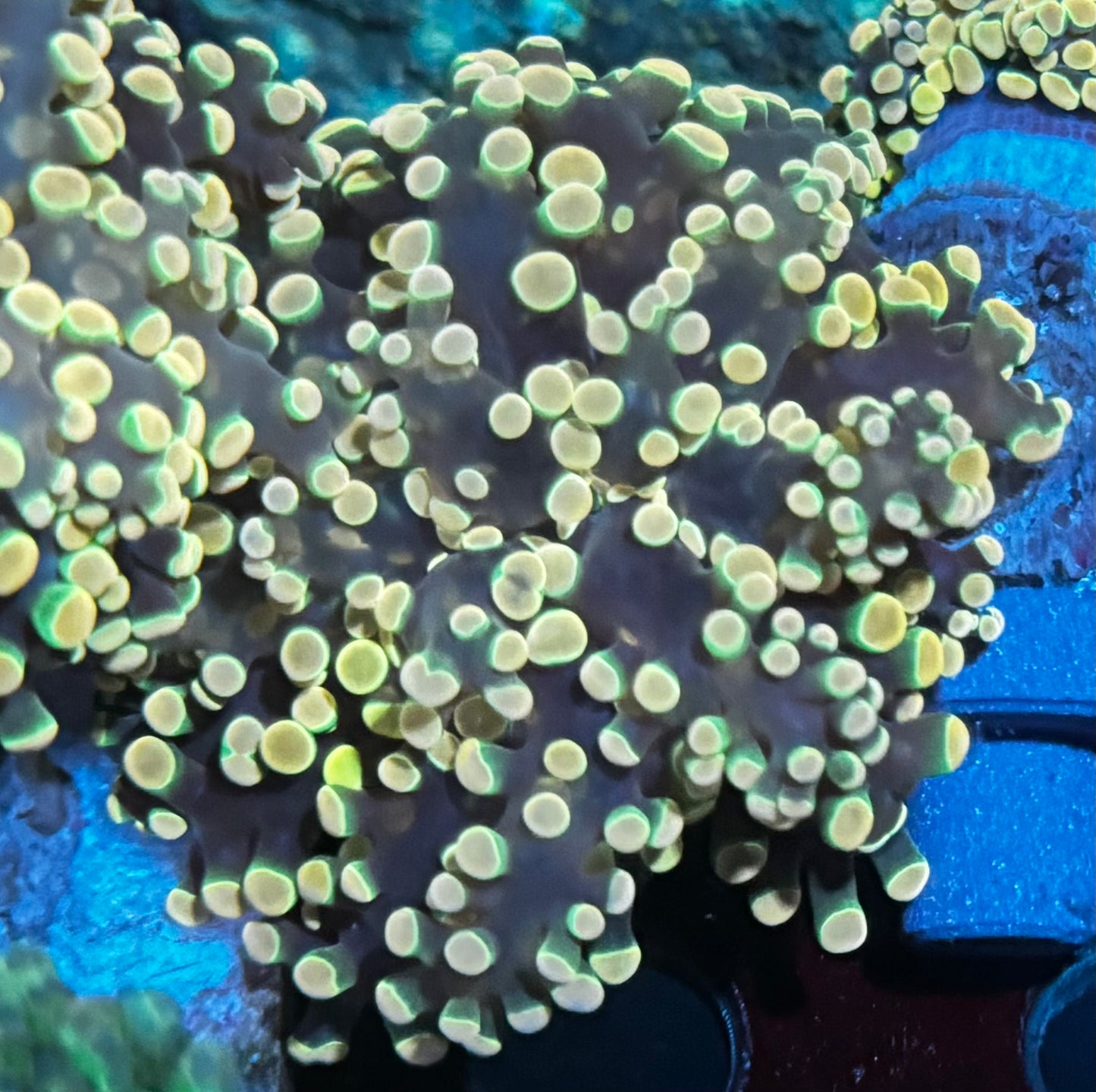 Tumbleweed Frogspawn