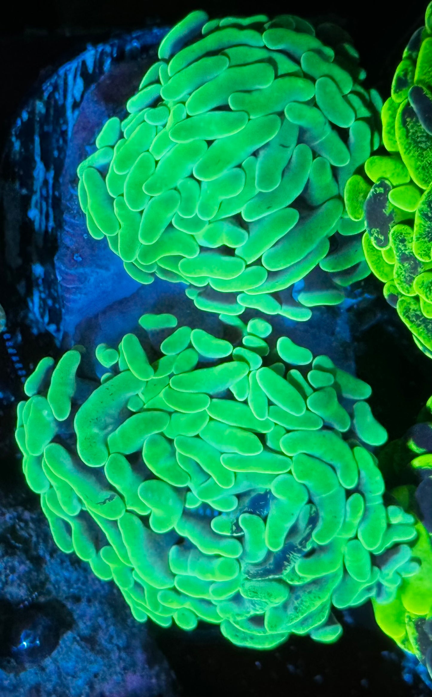 Mint Hammer - double