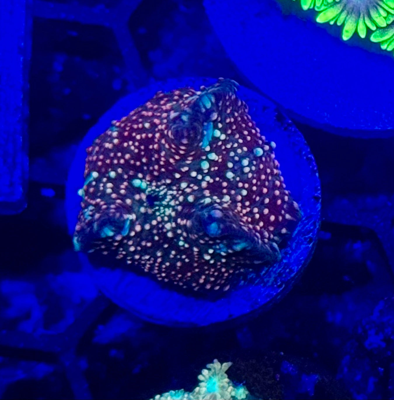 Rainbow Interstellar mushroom - small