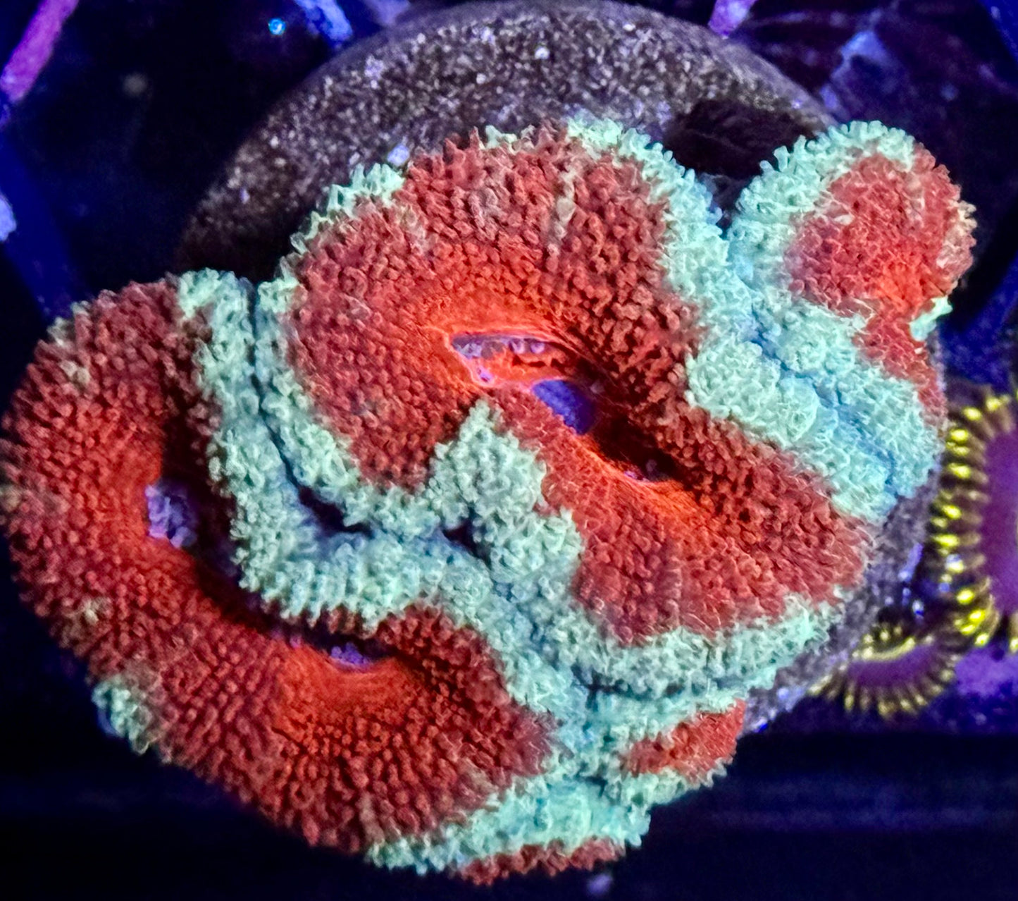 Mint Cherry Acans