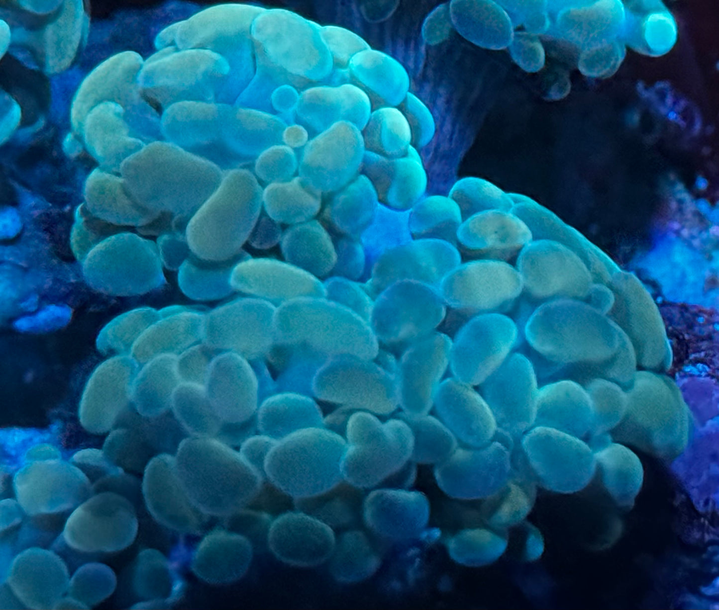 Kermit Hammer - 3 heads