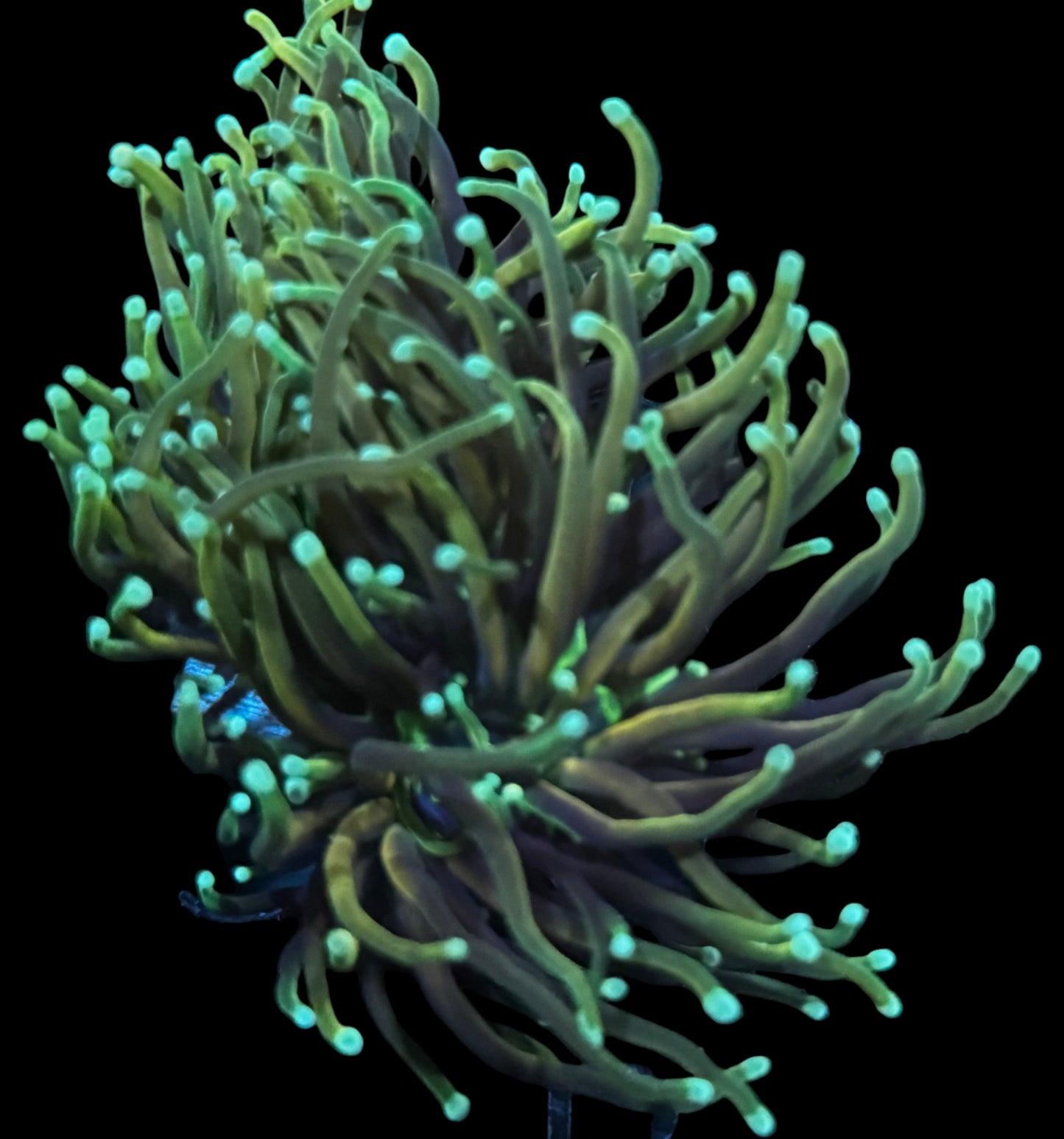 Dragon Soul Torch - 2 heads splitting to 3