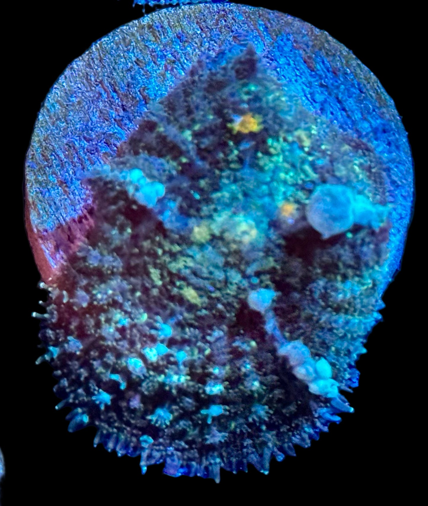 Frostbite Bounce Mushroom