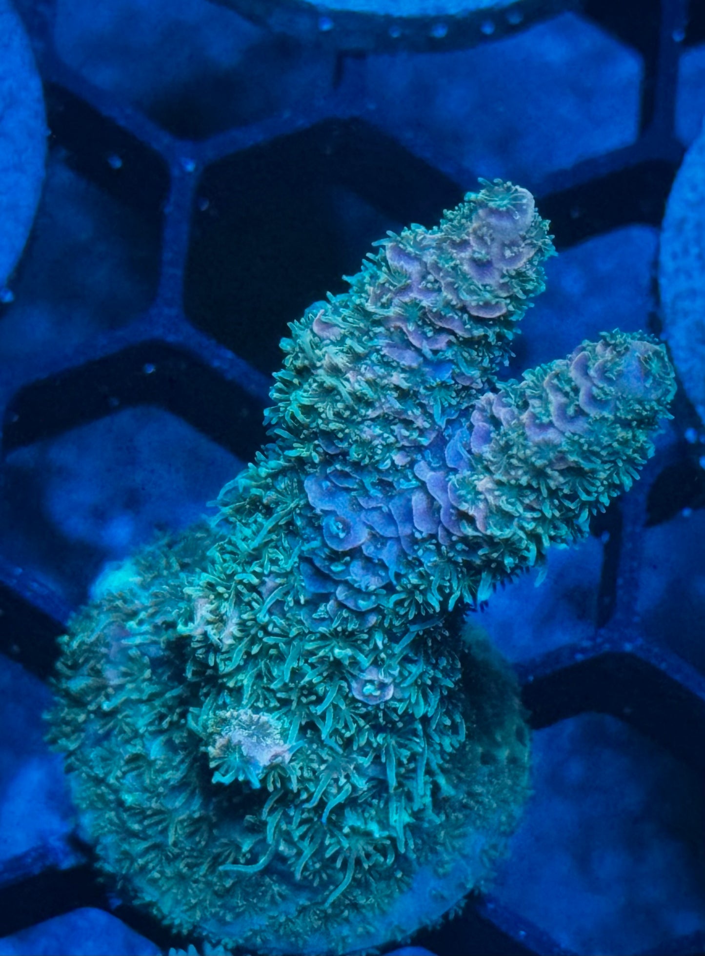 SBB Bio Fusion