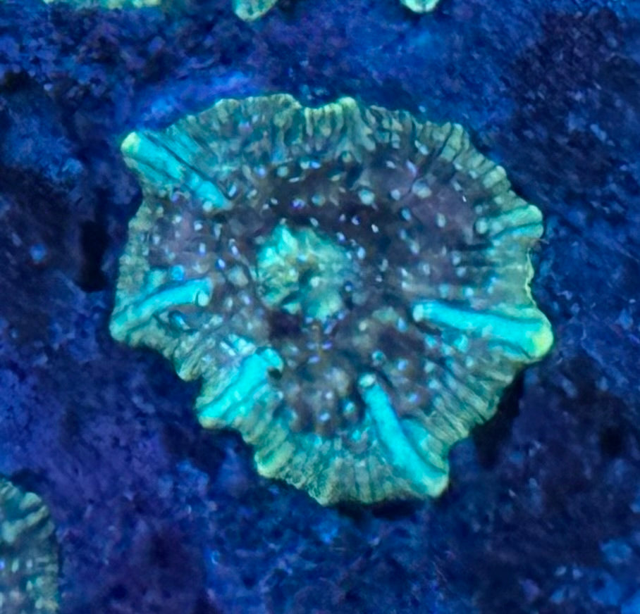 Cosmic Disco Mushroom