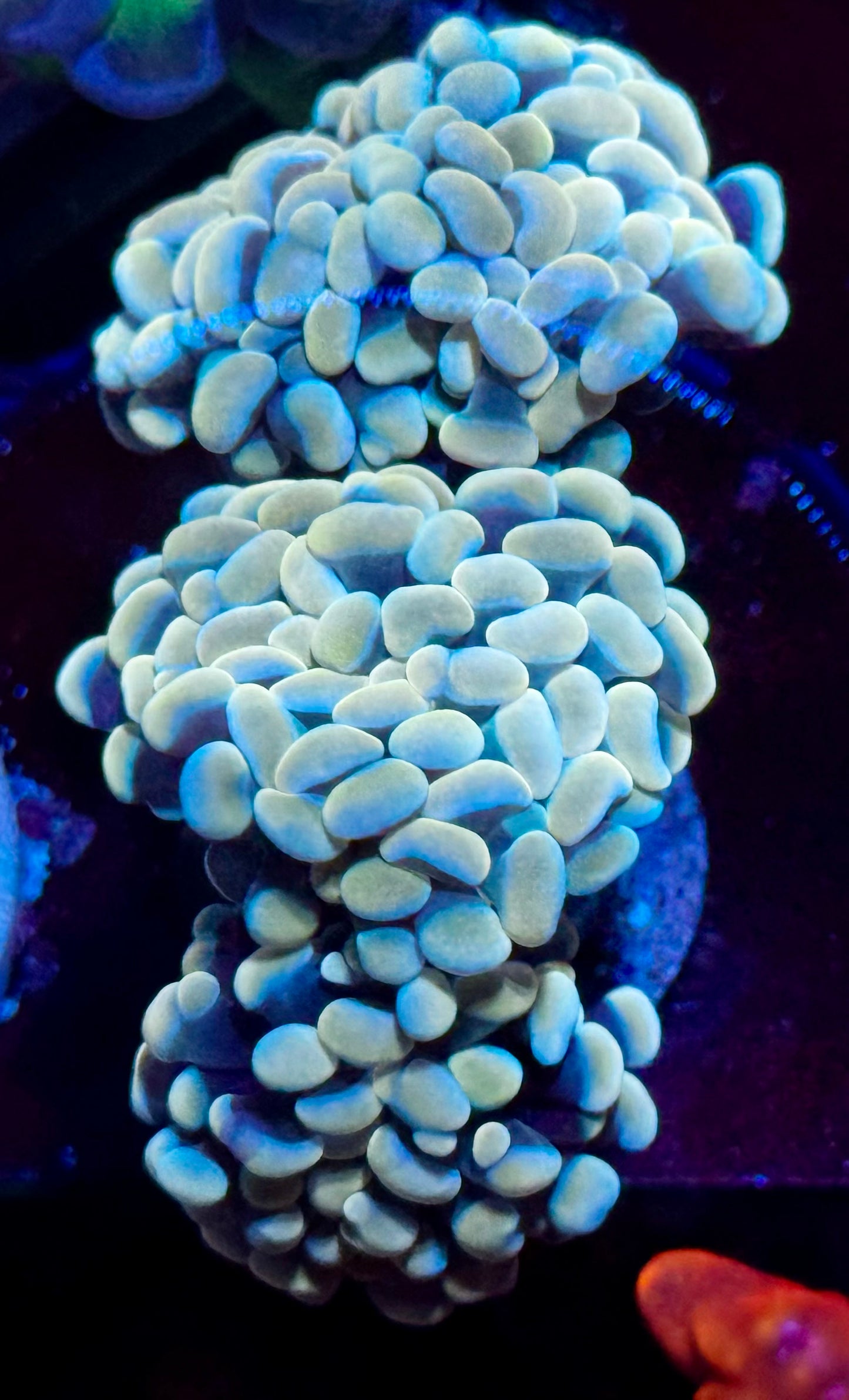 Multi head gold hammer