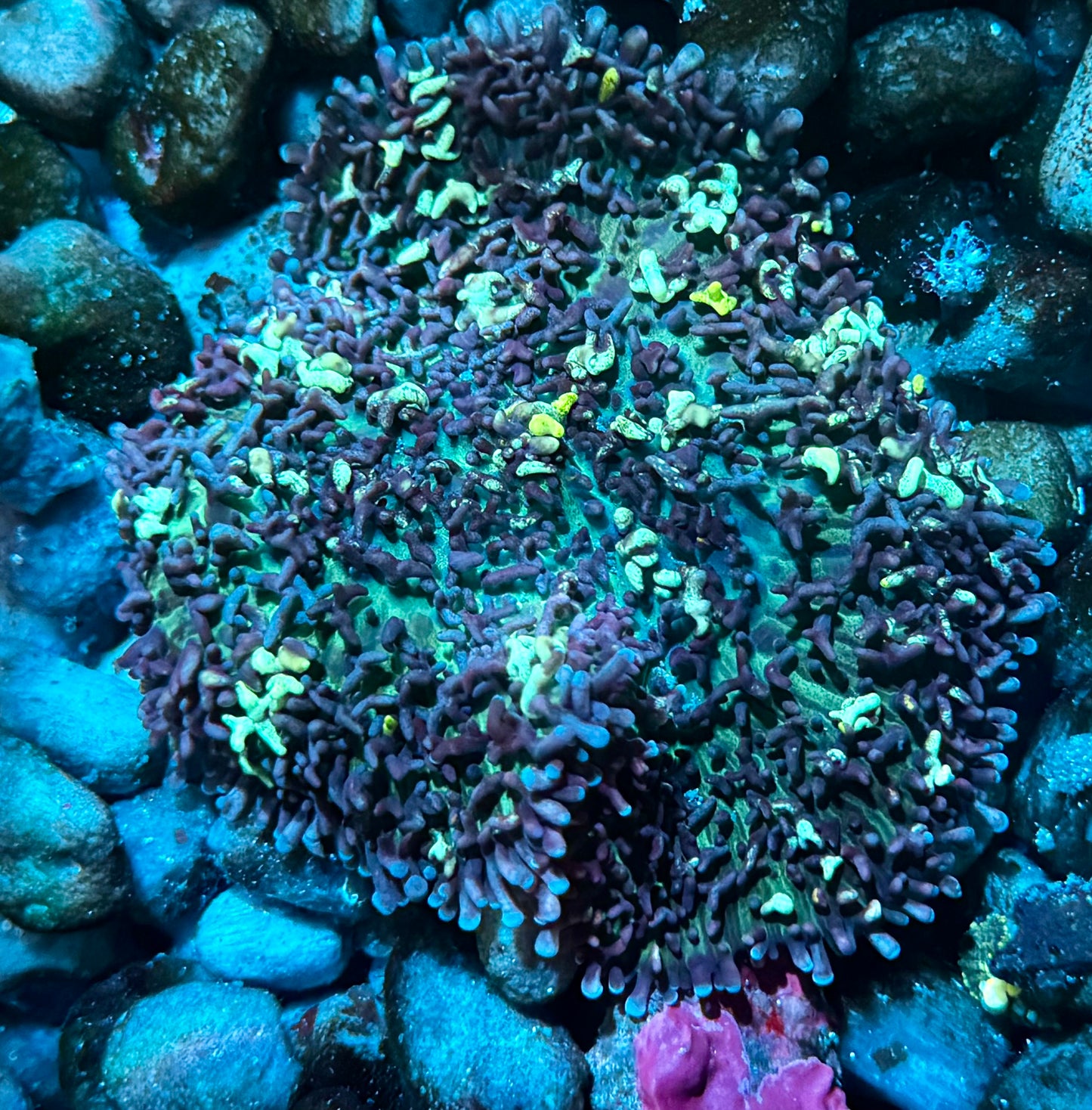 Large Magic Carpet mushroom