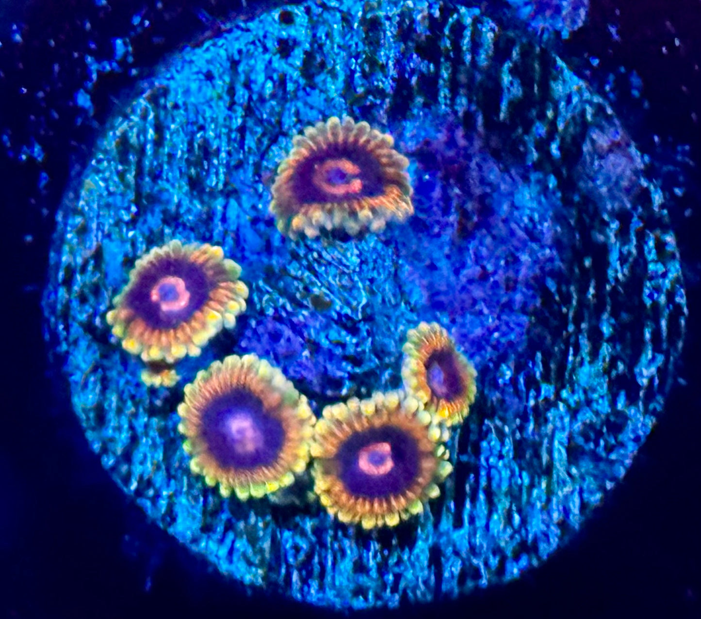 Jedi Mind Trick zoas
