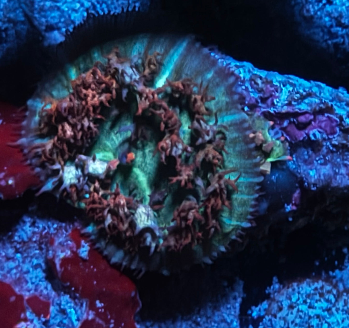 Fire n Ice St Thomas mushroom w/ baby