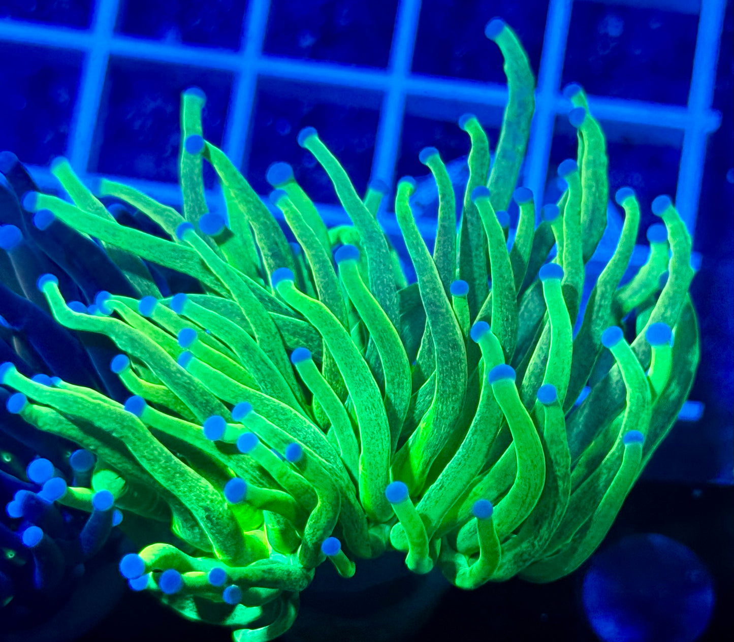 Glitter Holy Grail Torch