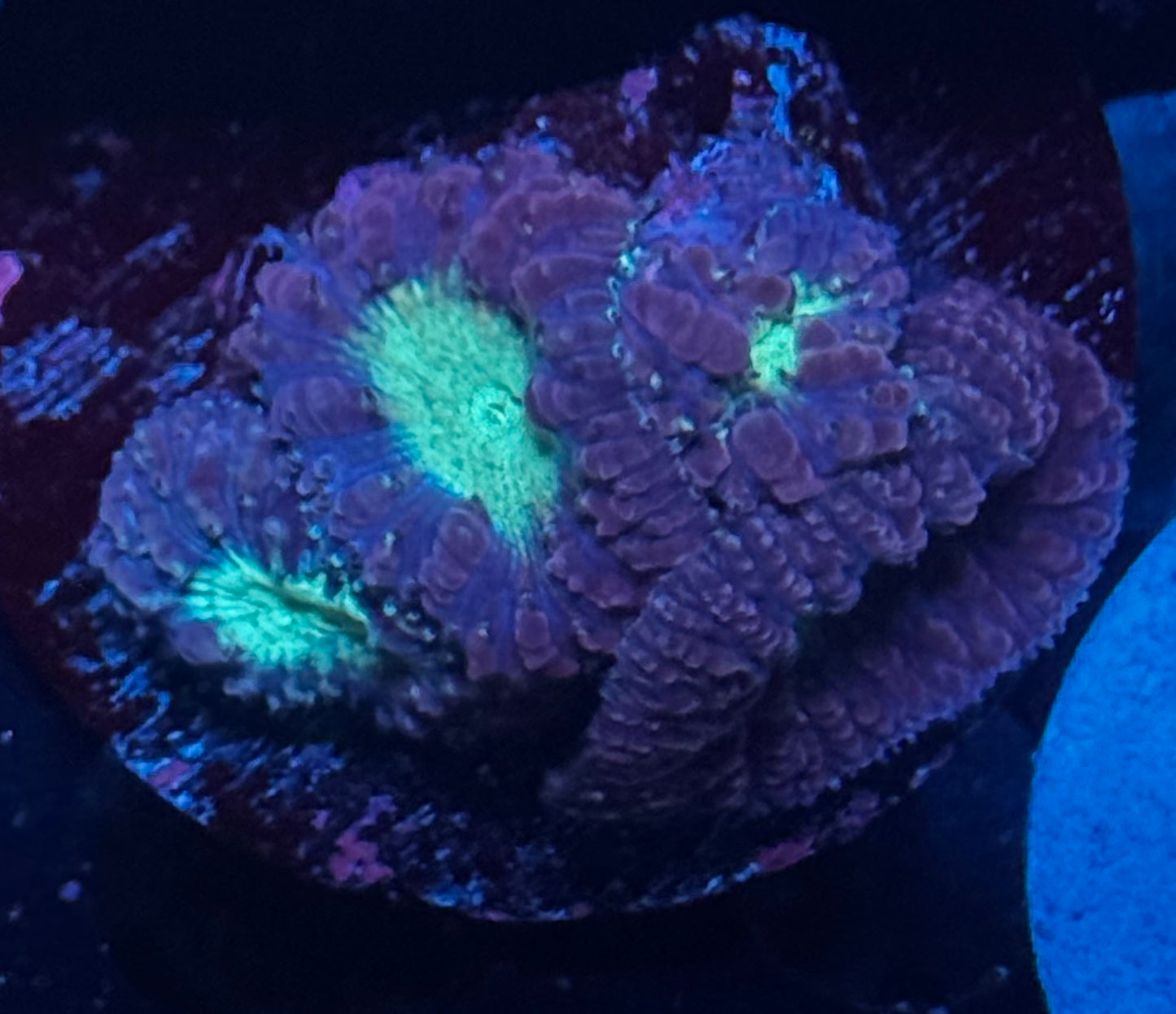 Purple & Green Blasto