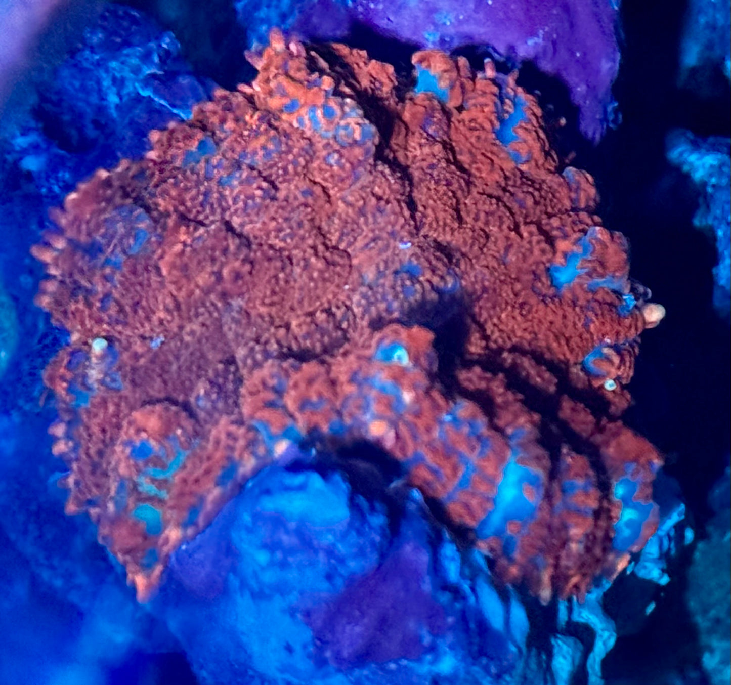 Superman Bounce Mushroom