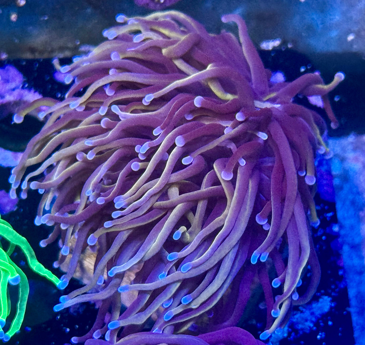 Wolverine Torch - splitting to 2 heads