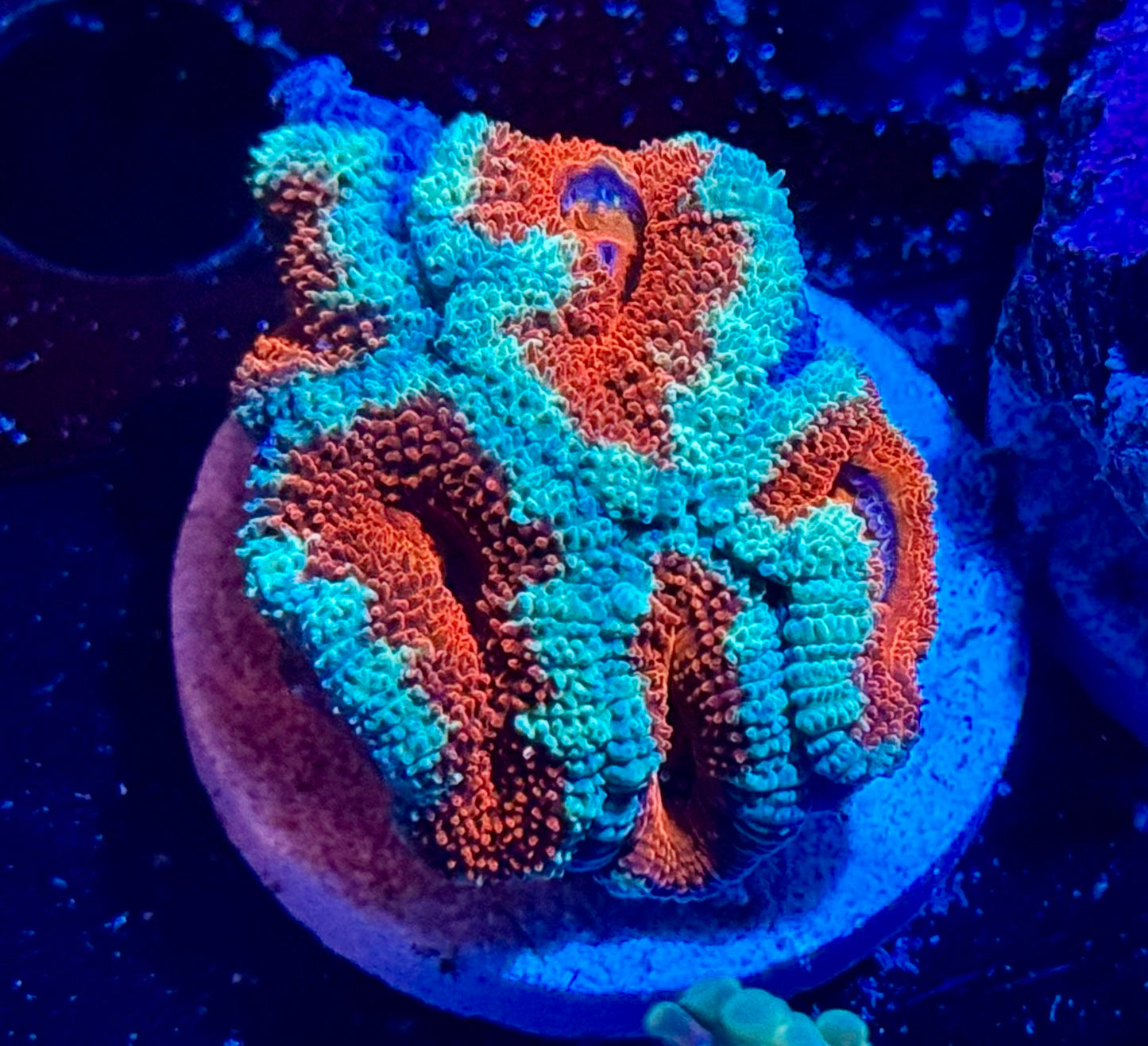 Mint Cherry Acan