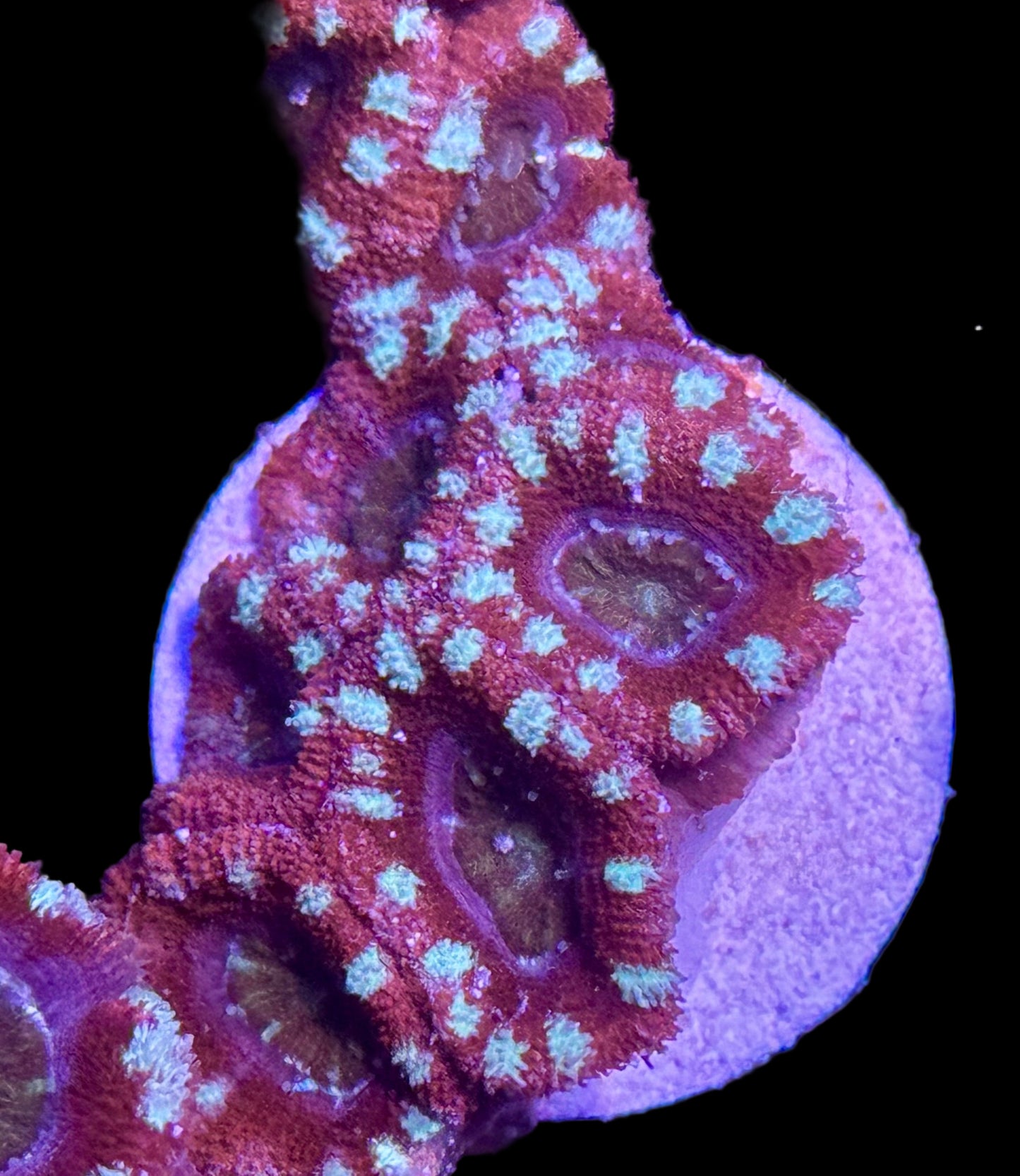 Candy Cane Acan