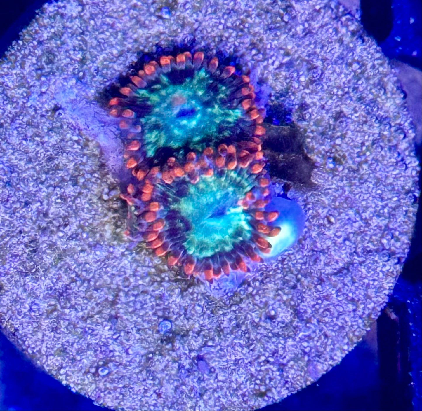 Fireball Zoas
