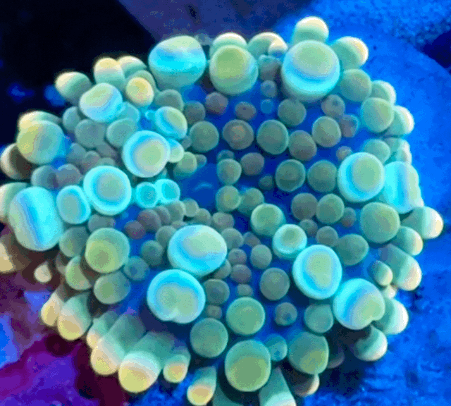 Rainbow gumball Yuma