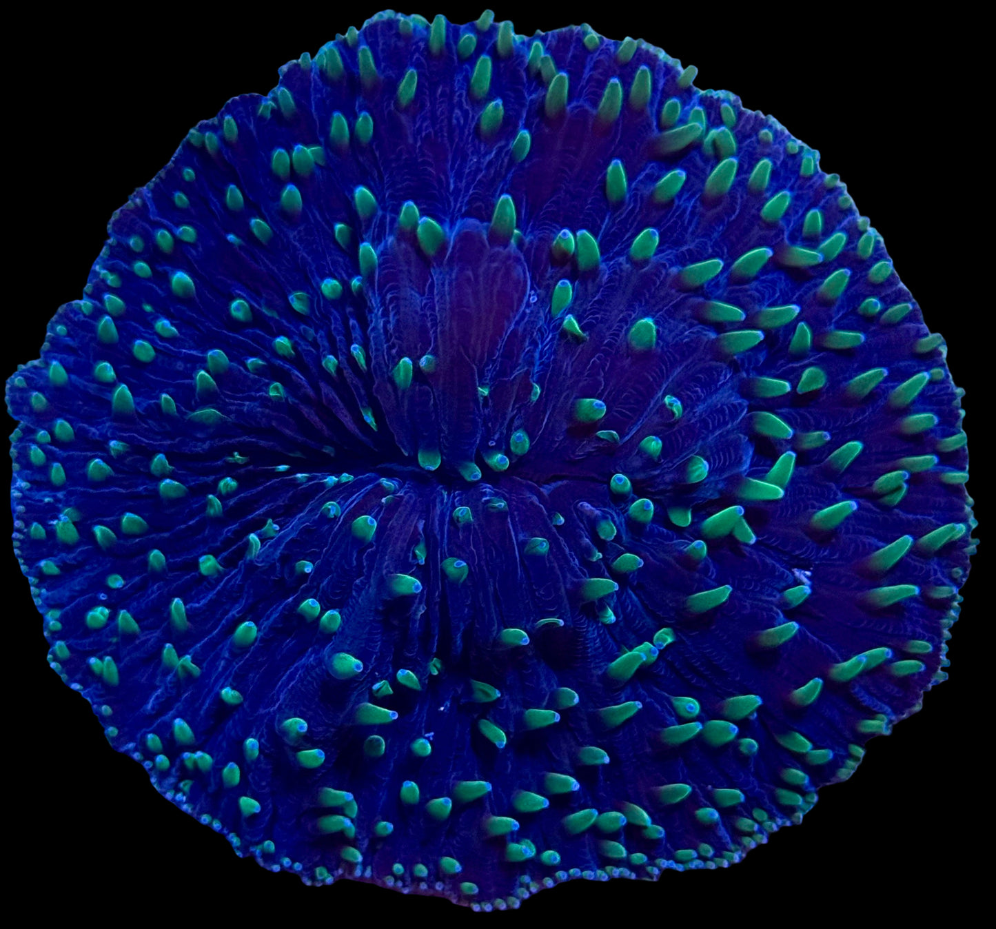Purple Rain Plate coral - XL