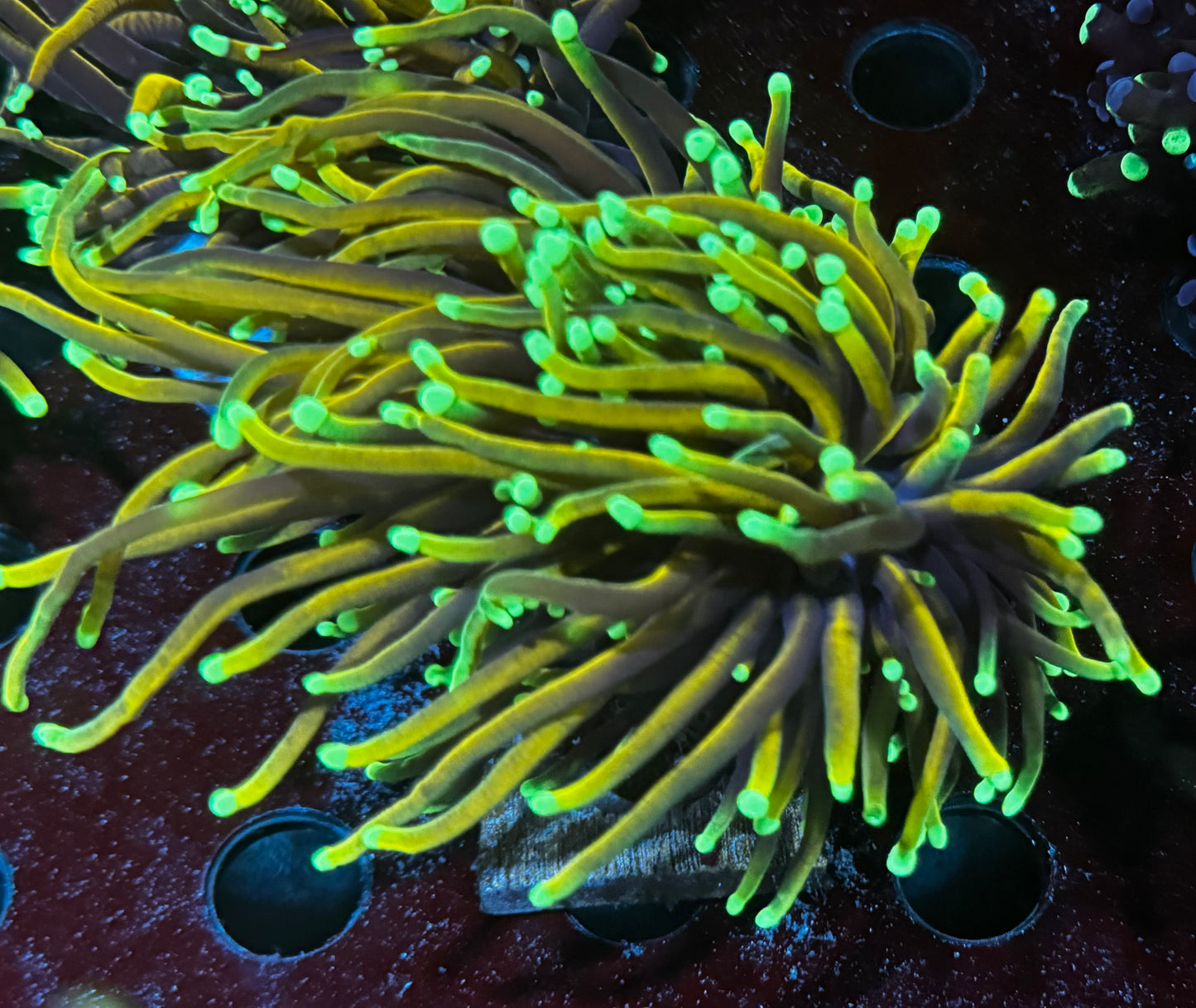 Orange Peel Torch - splitting into 3 heads