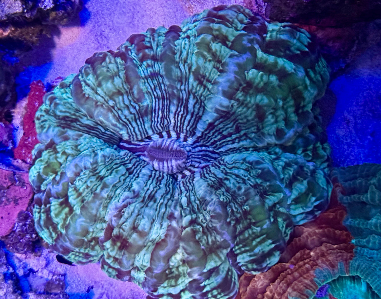 DBC Rainstorm Cynaria