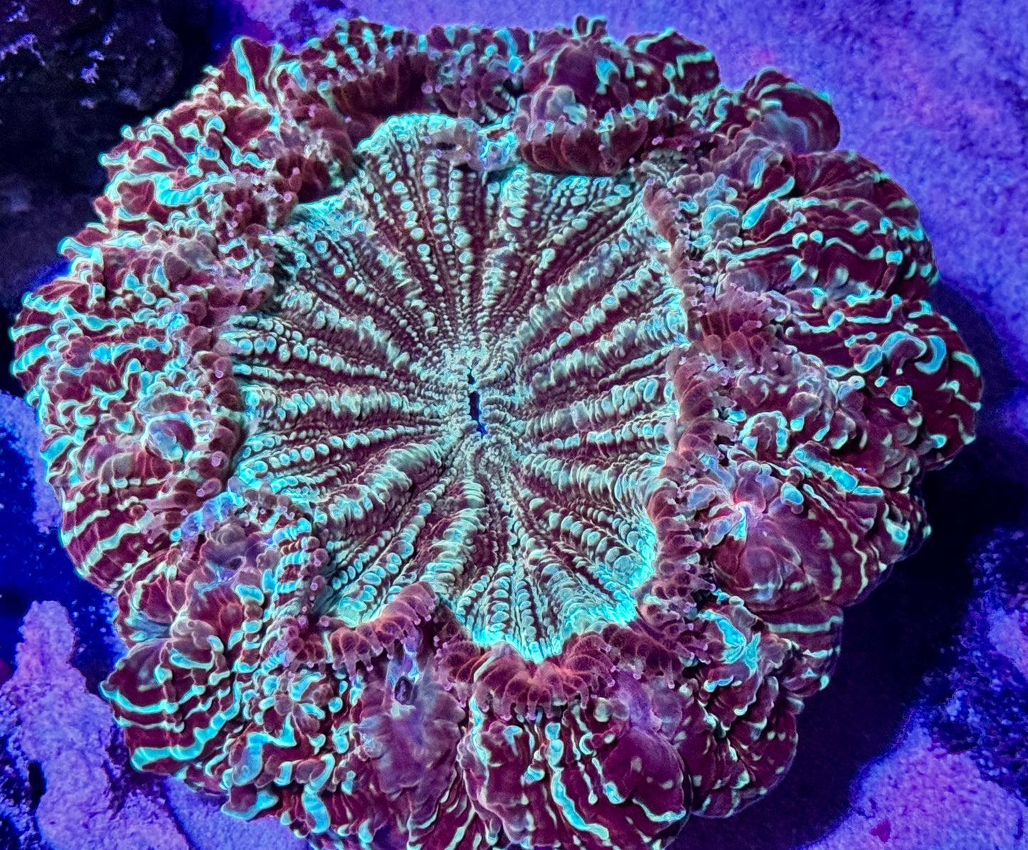 Ultra Acantho