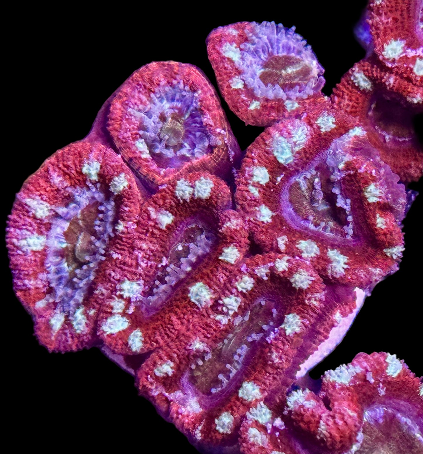 Candy Cane Acan