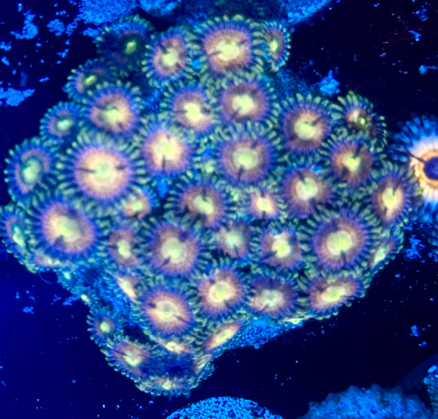 RR Kraken Zoas