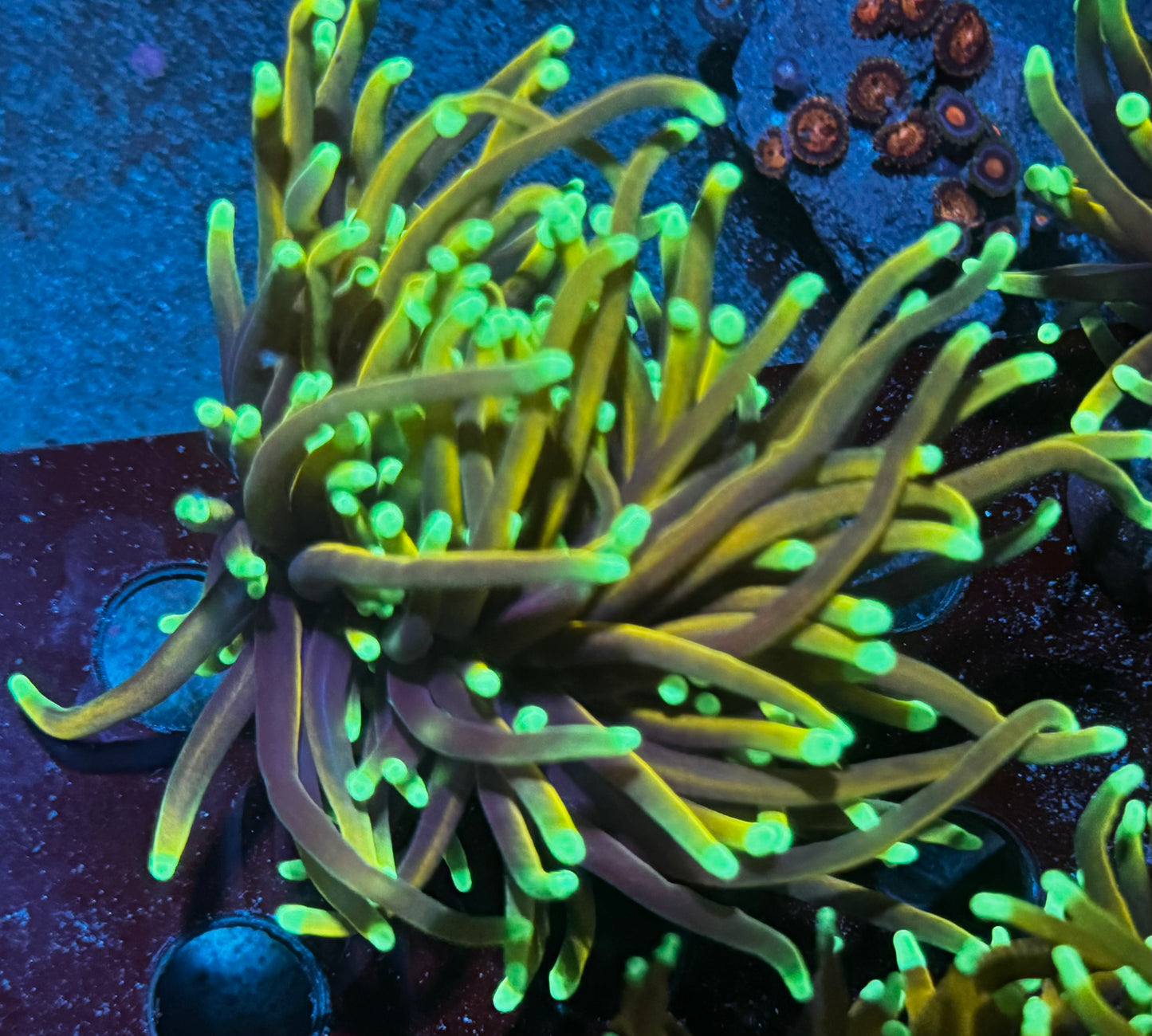 Orange Peel Torch - 2 heads